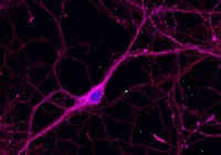 neuron